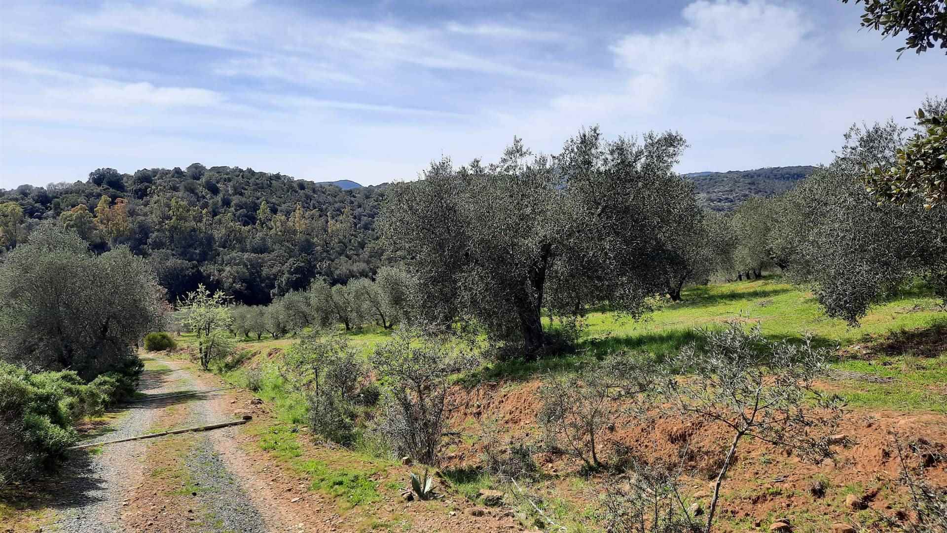L'uliveto - The olive grove