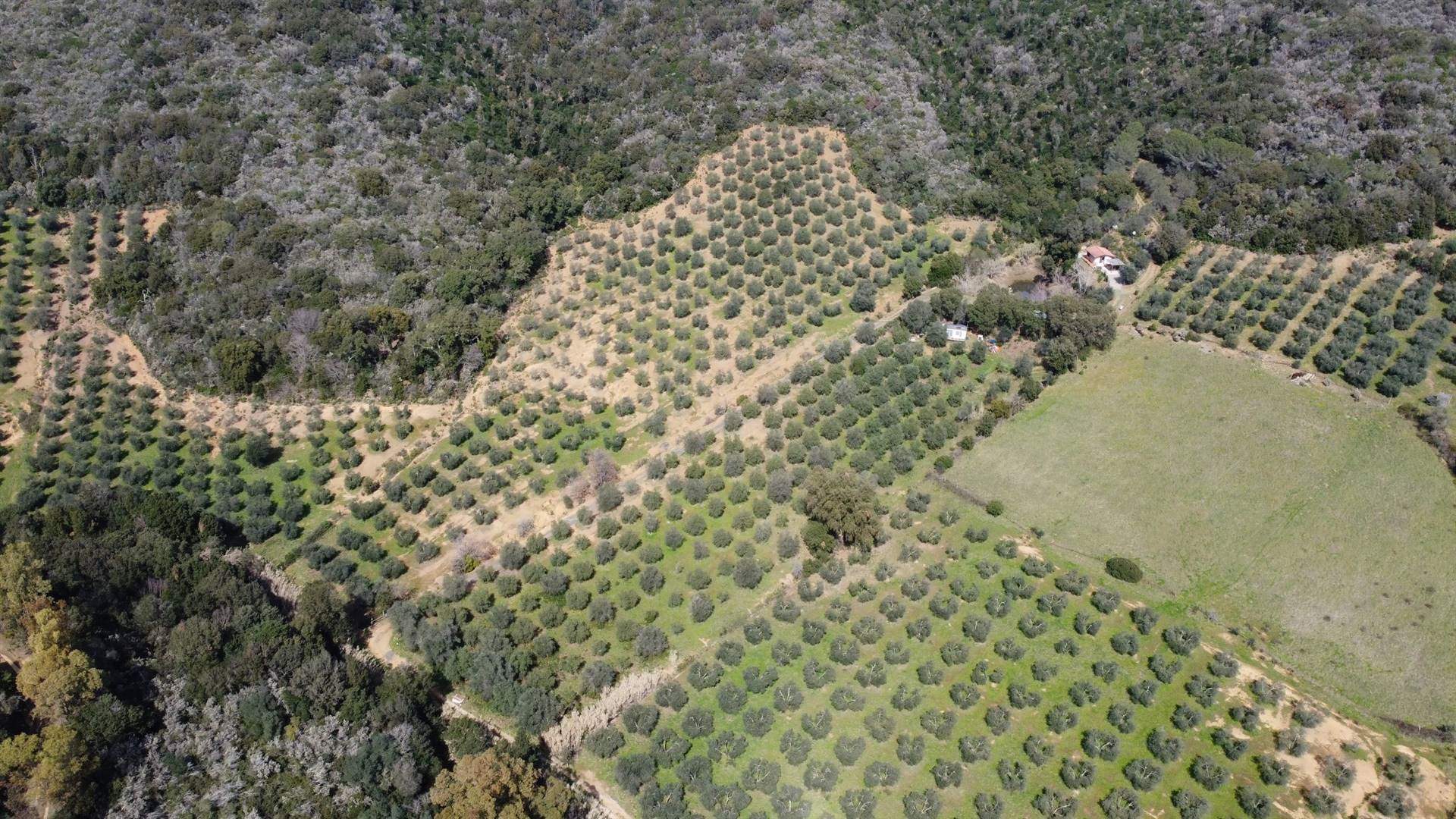 Vista aerea uliveto - Olive grove aerial view