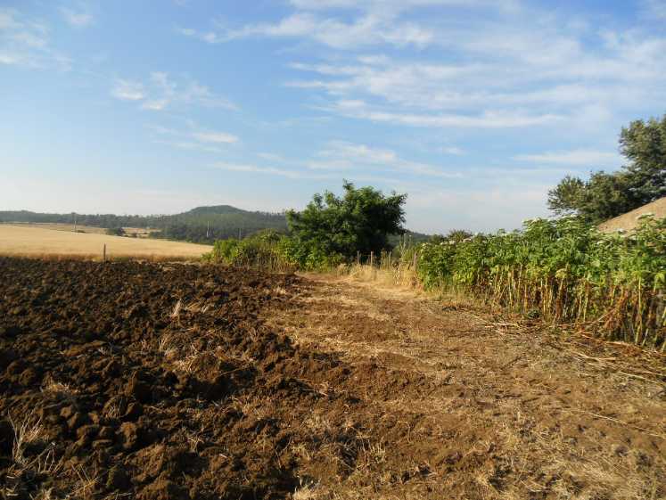 terreno agricolo con capannone piansano vende