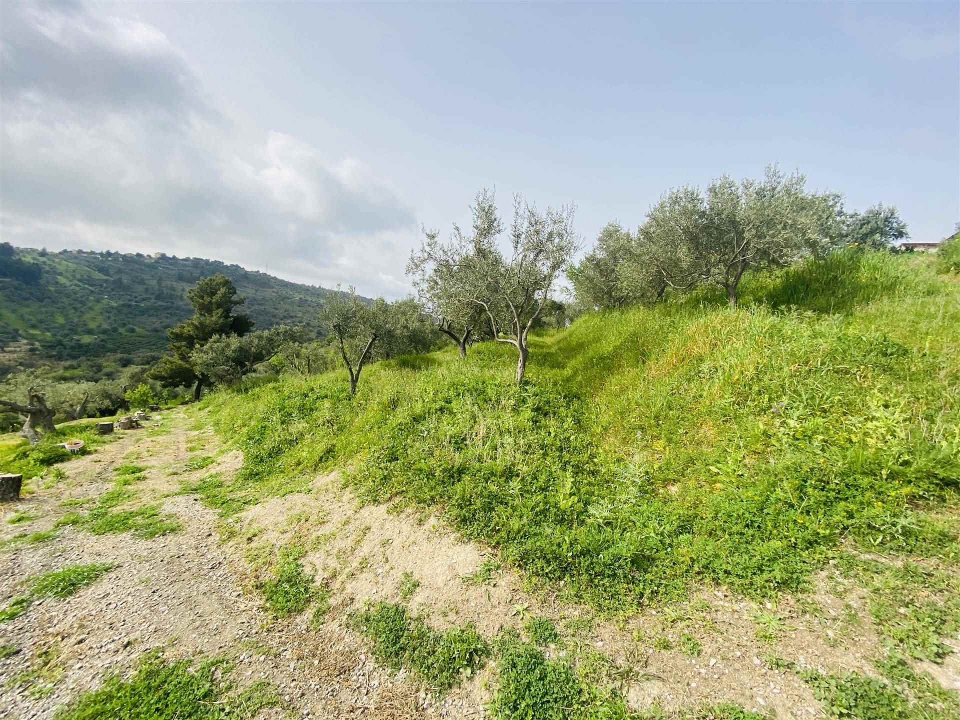 CAMPOFELICE DI ROCCELLA, Farming plot of land for sale of 8670 Sq. mt., Energetic class: Not subject, placed at Ground, composed by: 1 Room, 1 