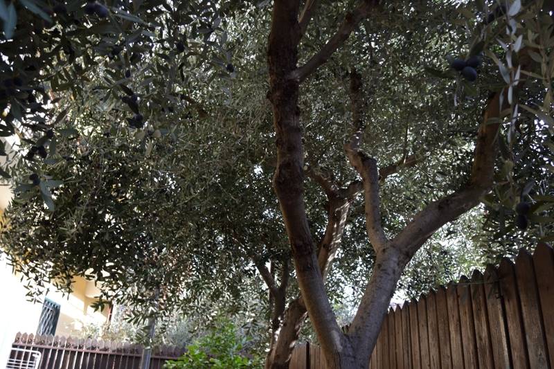 giardino pianta di olivo