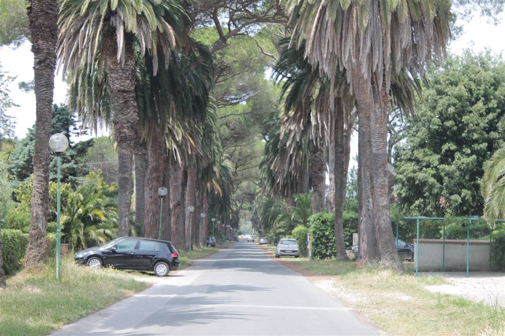viale delle palme