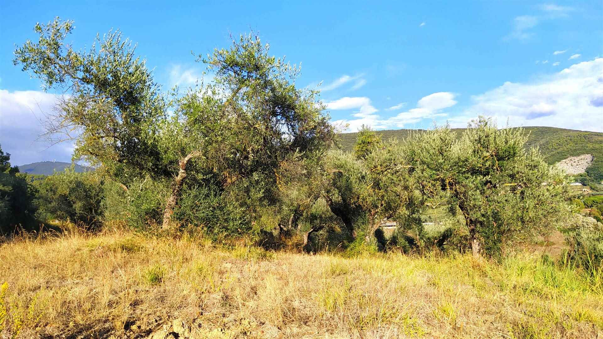 FIANELLO, MONTEBUONO, Farming plot of land for sale, Good condition, Energetic class: G, composed by: , Price: € 55,000