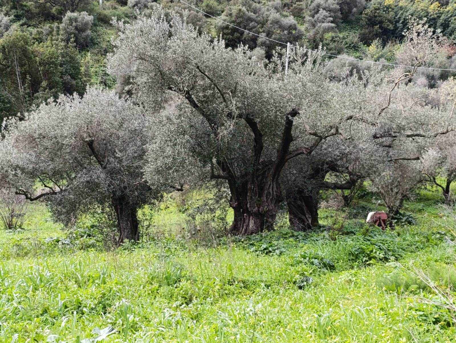 immagine annuncio 10 di 12