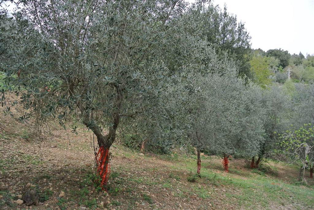oliveta01